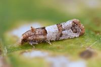 Lobesia indusiana