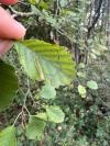 Stigmella