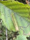Phyllonorycter