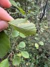 Phyllonorycter