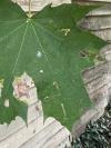 Stigmella aceris