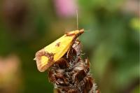 Agapeta zoegana