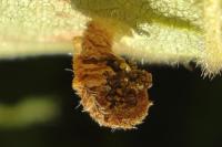 Coleophora fuscocuprella