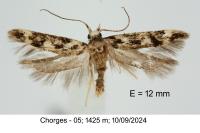 Caryocolum tischeriellum