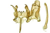 Caryocolum tischeriellum