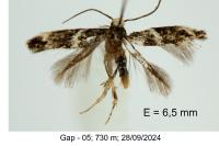Elachista stabilella