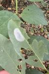 Macrosaccus robiniella