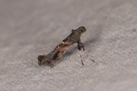 Gracillaria syringella