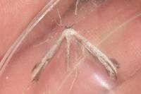 Emmelina monodactyla