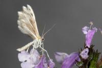 Wheeleria spilodactyla