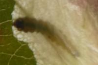 Coptotriche angusticollella