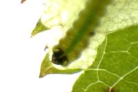 Coptotriche angusticollella