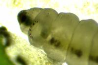 Antispila petryi