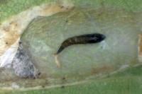 Phyllonorycter roboris