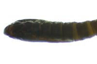 Phyllonorycter roboris