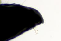 Phyllonorycter roboris