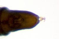 Phyllonorycter roboris