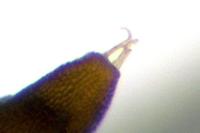 Phyllonorycter roboris