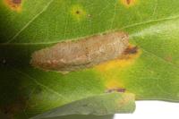 Phyllonorycter messaniella