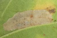 Phyllonorycter messaniella