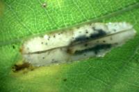 Phyllonorycter messaniella