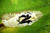 Phyllonorycter messaniella