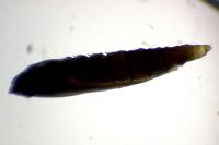 Phyllonorycter messaniella