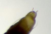 Phyllonorycter messaniella