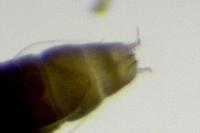 Phyllonorycter messaniella