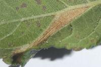Phyllonorycter spinicolella
