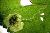Stigmella plagicolella