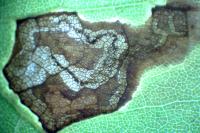 Stigmella aceris