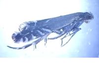 Glyphipterix simpliciella
