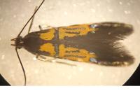 Schiffermuelleria schaefferella