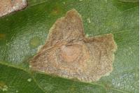 Tischeria dodonaea