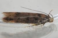 Bryotropha