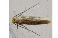 Tinea