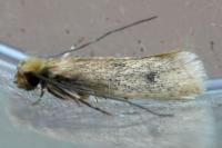 Tinea