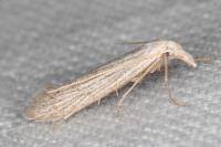 Pterolonche douxi