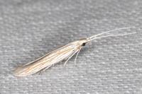 Coleophora silenella