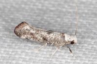 Paraswammerdamia albicapitella
