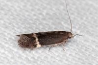 Aproaerema suecicella