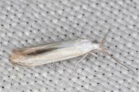 Coleophora kuehnella
