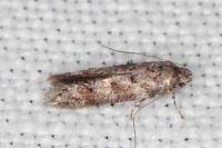 Exoteleia dodecella