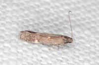 Aproaerema anthyllidella