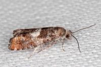 Epinotia rubiginosana