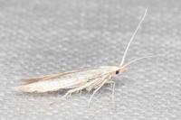 Coleophora nutantella