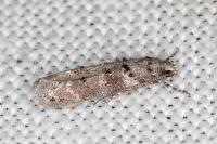 Exoteleia dodecella
