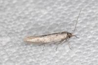 Coleophora laricella