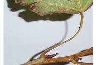 Phyllocnistis extrematrix